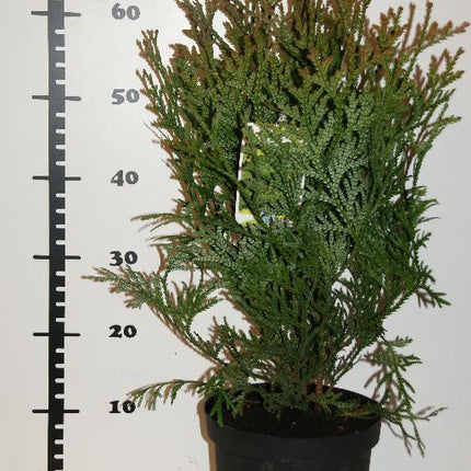 Thujopsis dolabrata - Hibacypres