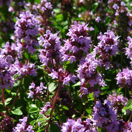 Thymus citriodorus - Citroentijm