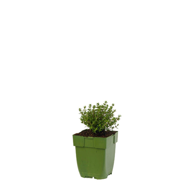 Thymus vulgaris 'Faustini' - Keukentijm