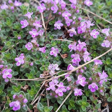Thymus praecox – Inheemse Wilde tijm in de natuur