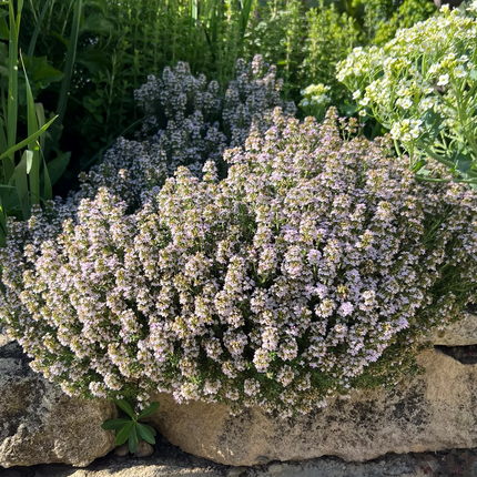 Thymus vulgaris 'Compactus' - Compacte tijm