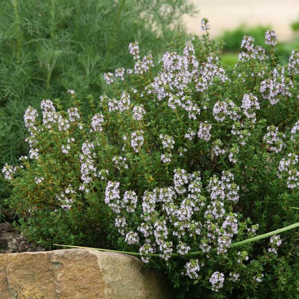 Thymus vulgaris 'Compactus' - Compacte tijm