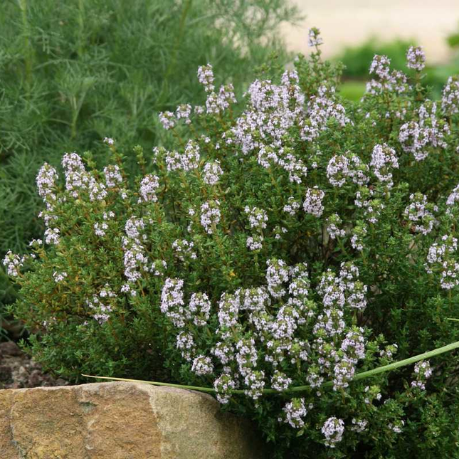 Thymus vulgaris 'Compactus' - Compacte tijm