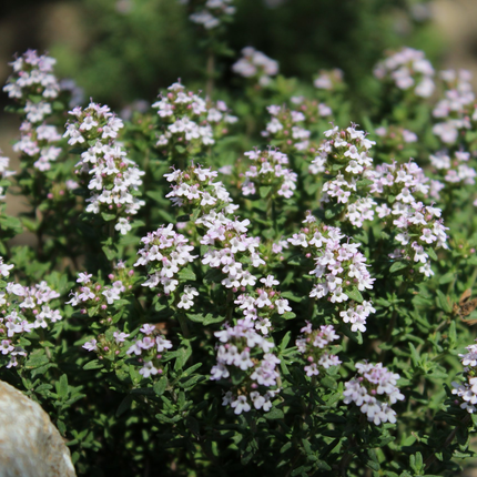 Thymus vulgaris 'Faustini' - Keukentijm