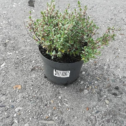 Thymus citriodorus - Citroentijm