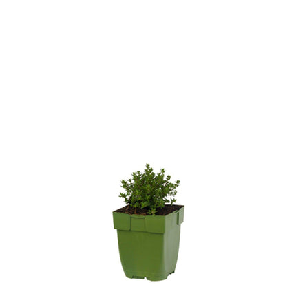 Thymus vulgaris 'Compactus' - Compacte tijm