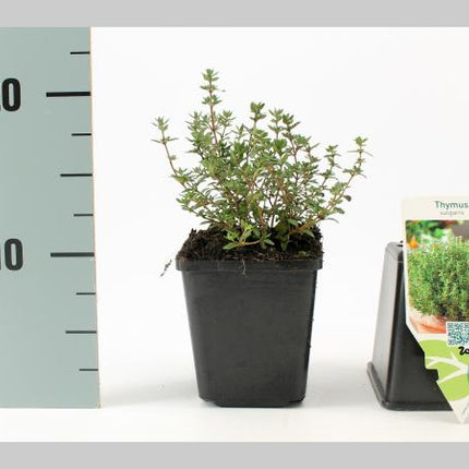 Thymus vulgaris