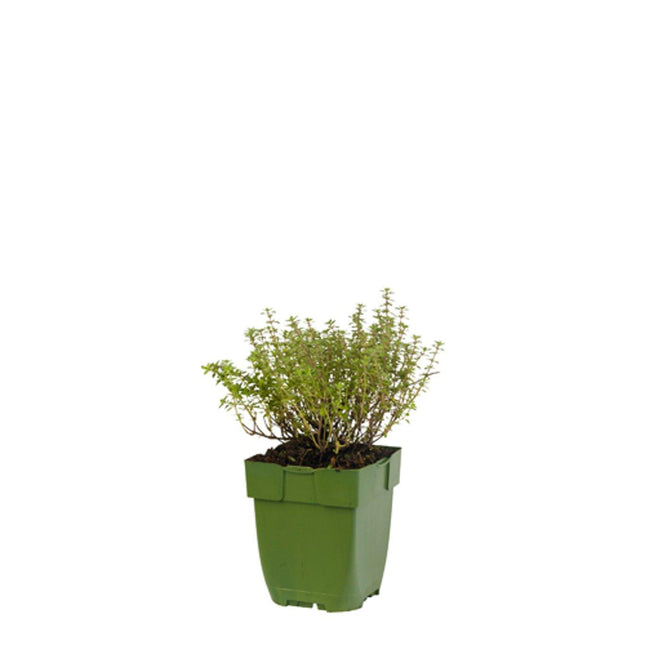 Thymus vulgaris ‘Silver Posie’ - Bonte tijm