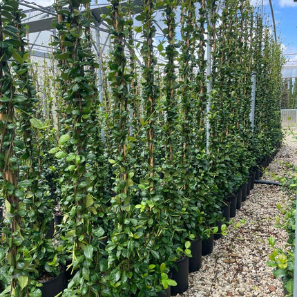 Trachelospermum jasminoides sterjasmijn groenblijvende klimplant