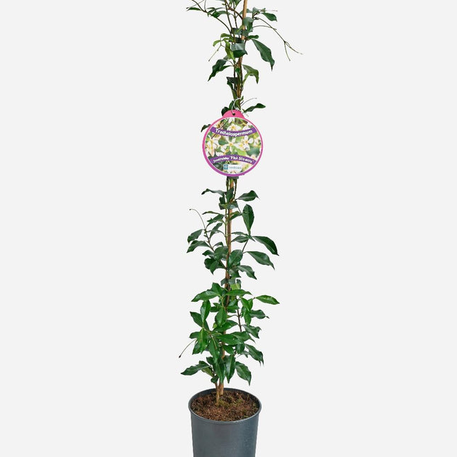 Trachelospermum jasminoides 'Pink Showers' - Sterjasmijn