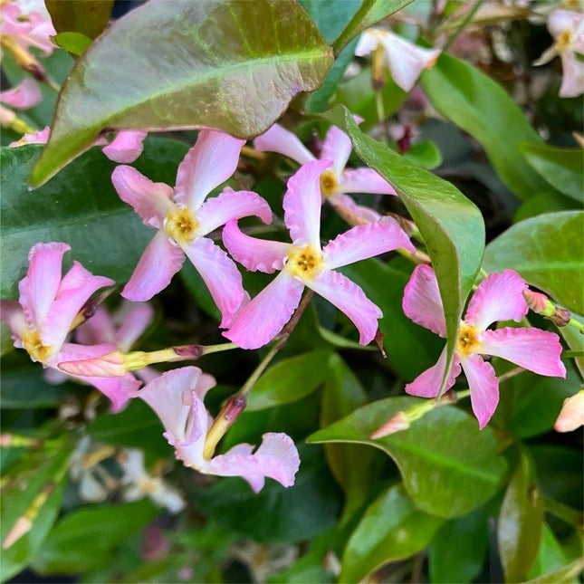 roze sterjasmijn