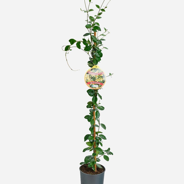 Trachelospermum jasminoides 'Star of Toscane' - Sterjasmijn - Pakket van 10