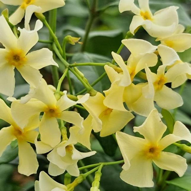 Trachelospermum jasminoides 'Star of Toscane' - Sterjasmijn - Pakket van 10