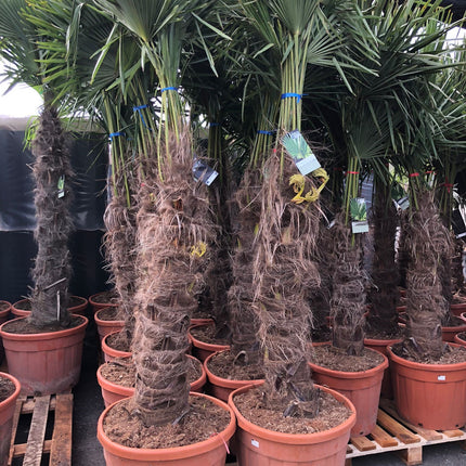 Trachycarpus Fortunei - Chinese Waaierpalm 180-200cm