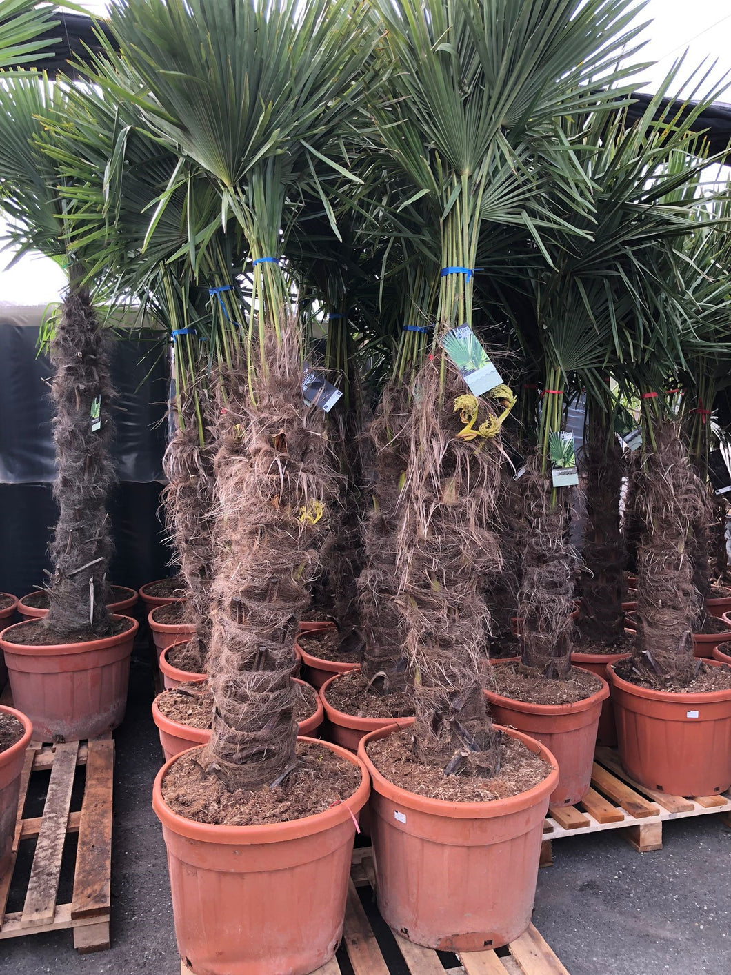 Trachycarpus Fortunei - Chinese Waaierpalm 180-200cm