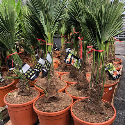Trachycarpus fortunei - Chinese waaierpalm 80-100cm