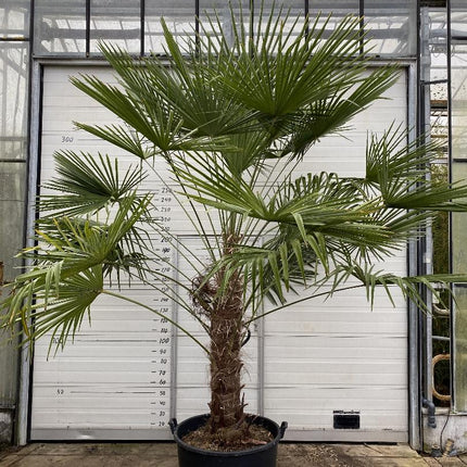 Trachycarpus fortunei - Chinese Henneppalm