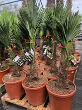 Afbeelding in Gallery-weergave laden, Trachycarpus Fortunei - Chinese Waaierpalm 100-120cm
