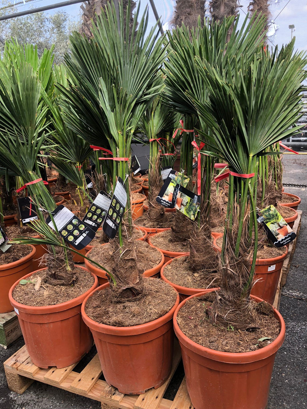Trachycarpus Fortunei - Chinese Waaierpalm 100-120cm