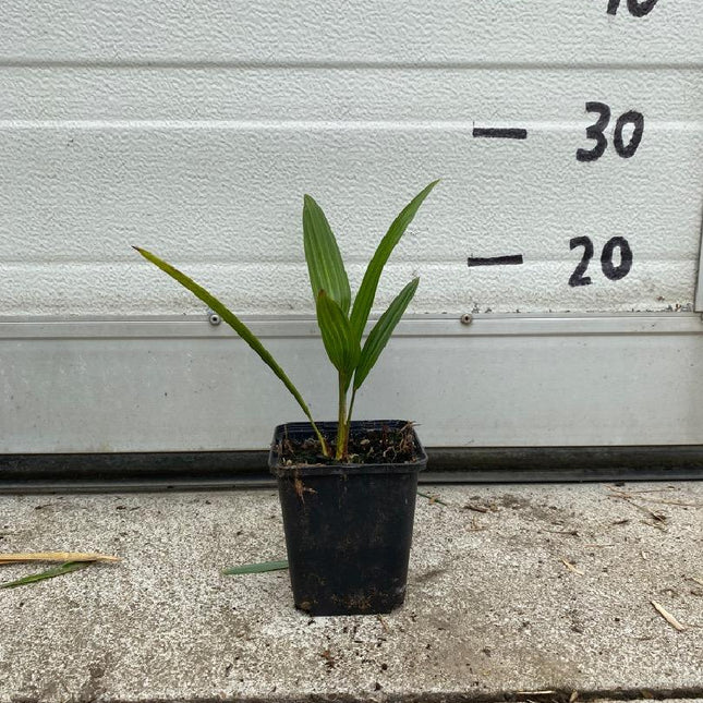 Trachycarpus fortunei - Chinese Henneppalm