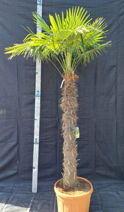 Trachycarpus Fortunei - Chinese Waaierpalm 225-250cm