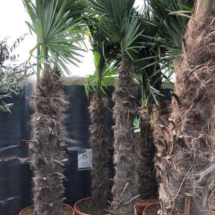 Trachycarpus Fortunei - Chinese Waaierpalm 160-180cm