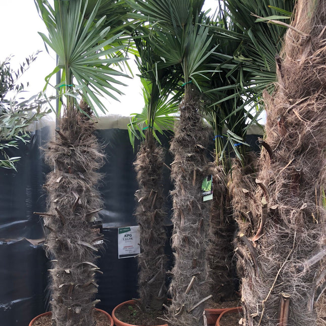 Trachycarpus Fortunei - Chinese Waaierpalm 160-180cm