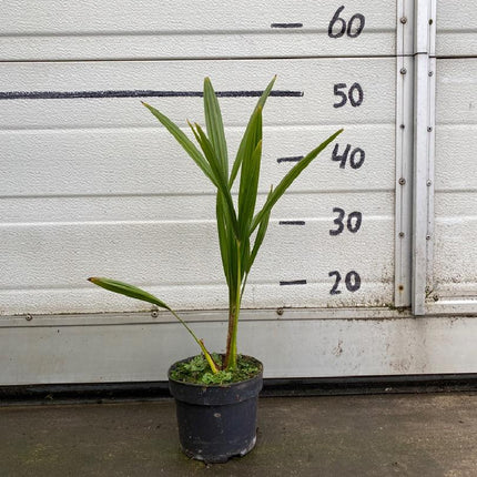 Trachycarpus fortunei - Chinese Henneppalm