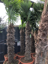 Afbeelding in Gallery-weergave laden, Trachycarpus Fortunei - Chinese Waaierpalm 160-180cm

