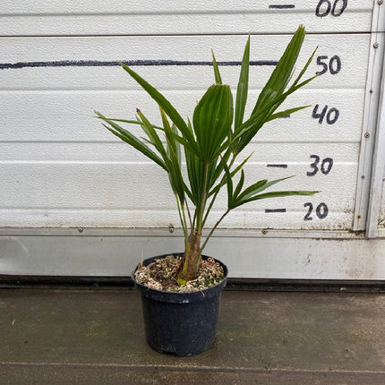 Trachycarpus fortunei - Chinese Henneppalm