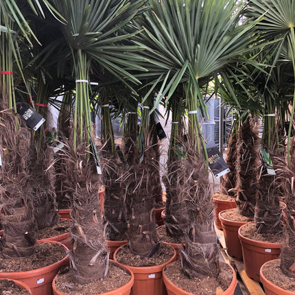 Trachycarpus Fortunei - Chinese Waaierpalm 120-140cm