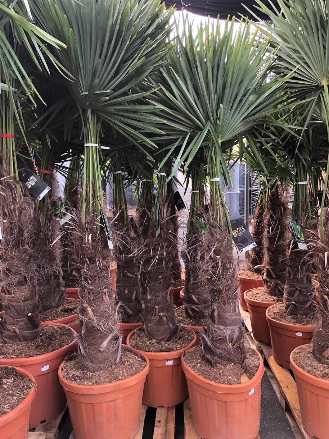 Trachycarpus Fortunei - Chinese Waaierpalm 140-160cm