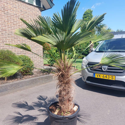 Trachycarpus fortunei 'Wagnerianus'  80-100cm