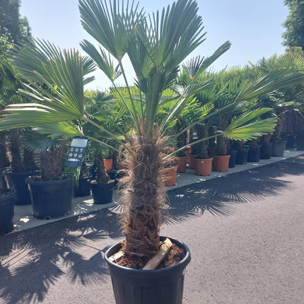 Trachycarpus fortunei 'Wagnerianus'  80-100cm