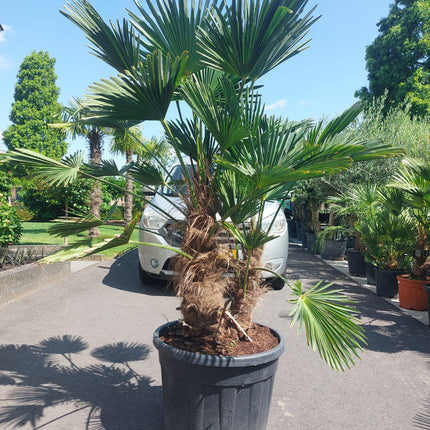 Trachycarpus wagnerianus meerstammig