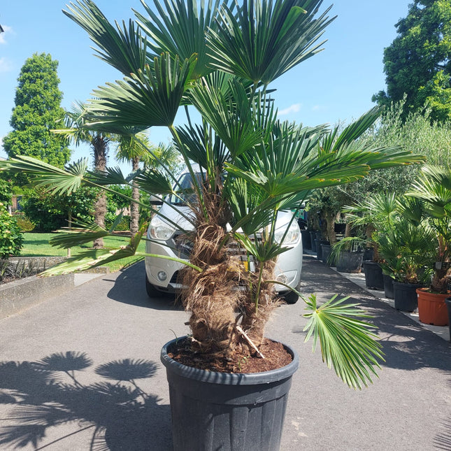 Trachycarpus wagnerianus meerstammig