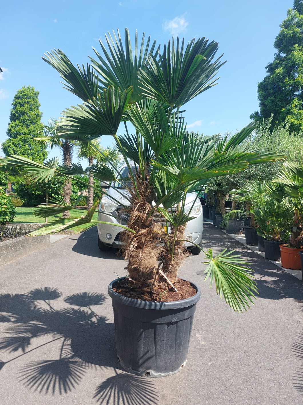 Trachycarpus wagnerianus meerstammig
