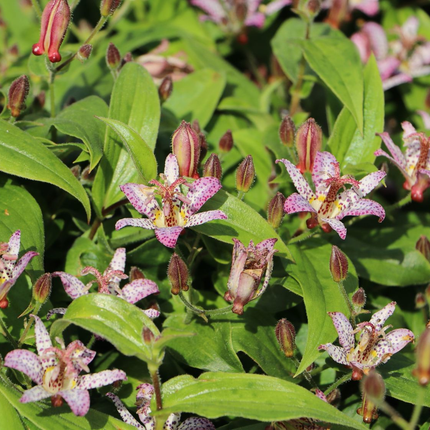 Tricyrtis formosana ‘Pink Freckles’ - Paddenlelie