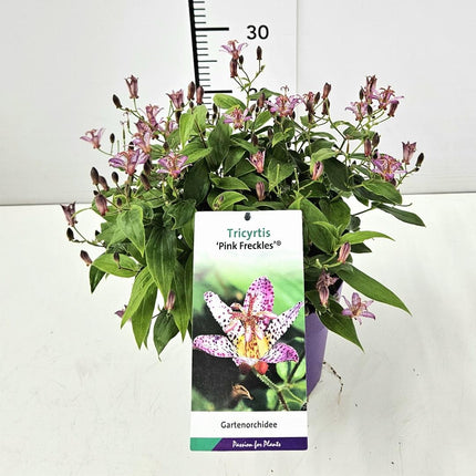 Tricyrtis formosana ‘Pink Freckles’ - Paddenlelie