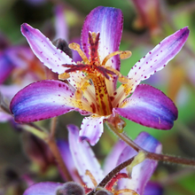 Afbeelding in Gallery-weergave laden, Tricyrtis hirta &#39;Taiwan Adbane&#39; - Tijgerlelie
