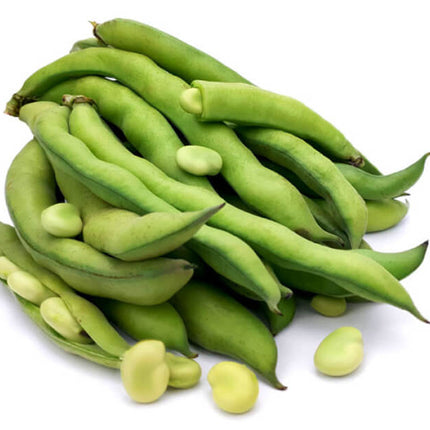 Tuinboon – Vicia faba – Bonenplant – Per schaal