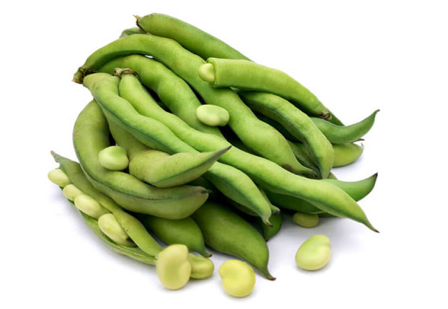 Tuinboon – Vicia faba – Bonenplant – Per schaal