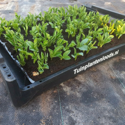 Tuinbonen in zwarte krat tuinplantenloods.nl