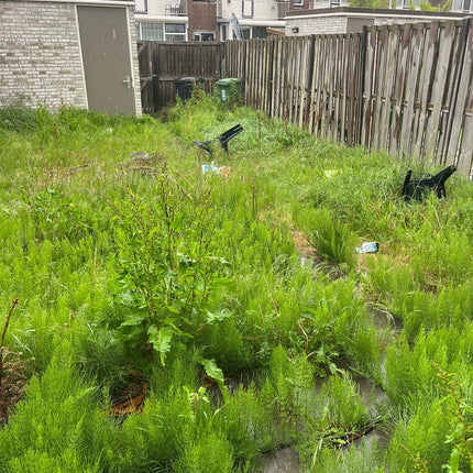 Tuinonderhoud van A tot Z: Aanplanten, Snoeien én Ontruimen