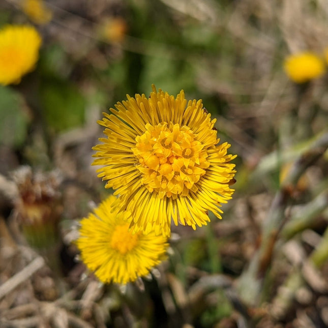Tussilago farfara (klein hoefblad) met een heldergele bloem op een korte, schubachtige steel, bloeiend op kale grond met enkele andere gele bloemen op de achtergrond.