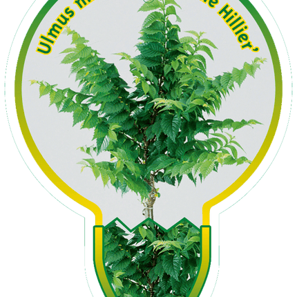 Ulmus minor 'Jacqueline Hillier' - Gladde Iep op stam