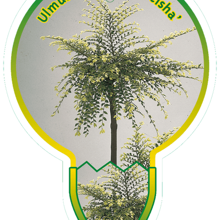 Ulmus parvifolia 'Geisha' - Chinese Iep op stam
