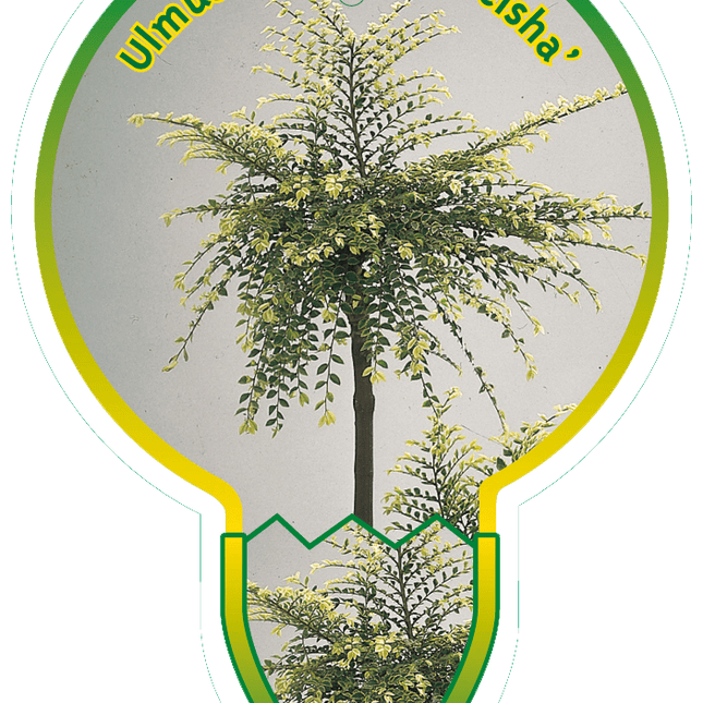 Ulmus parvifolia 'Geisha' - Chinese Iep op stam