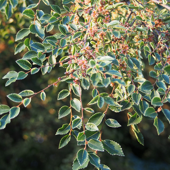 Groen blad met witte rand van Ulmus parvifolia ‘Geisha’