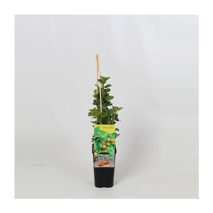Ribes uva-crispa geel - Gele Kruisbes